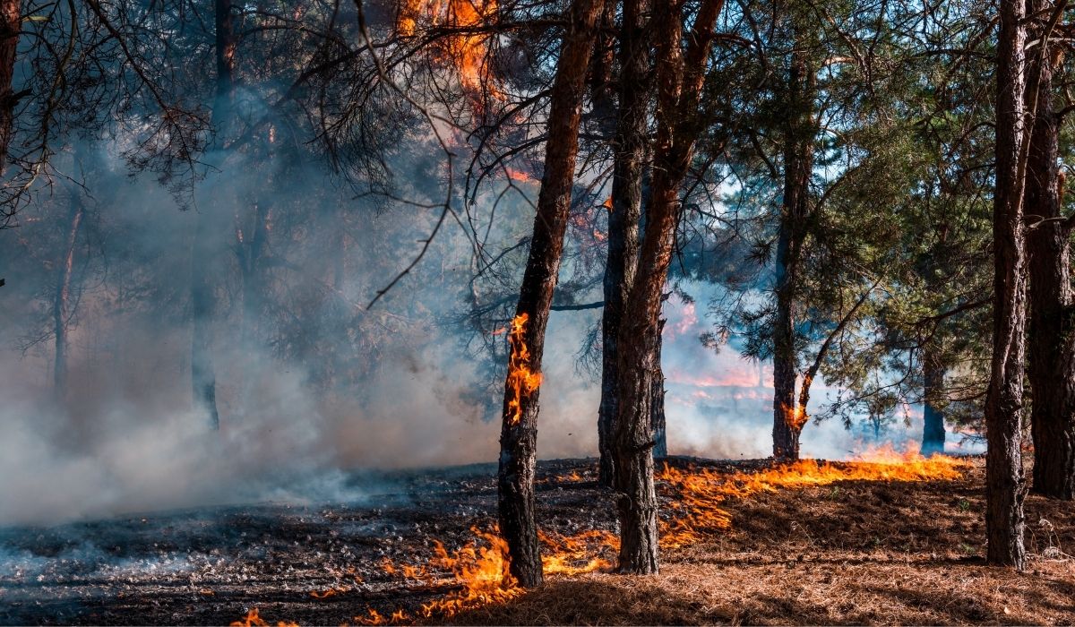Fire Season Is Coming: Your 5-Point Water Security Checklist