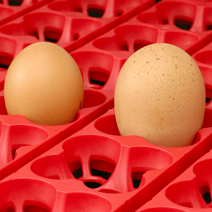 Two brown eggs in a red egg incubator