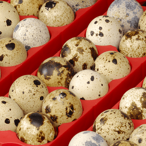 Speckled eggs in a red egg incubator