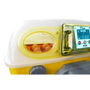 Yellow and gray electronic egg incubator with a digital display and eggs inside on a white background