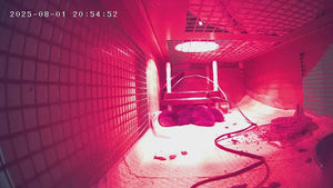 Red-tinted view of the inside of a metal brooding cage with Duckings keeping warm inside under a heating plate