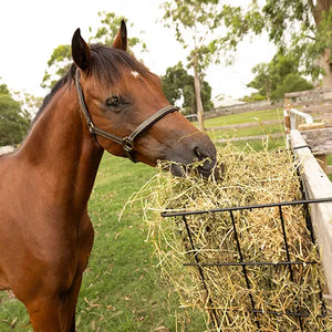 Horse eating hay from a metal feeder in an outdoor setting with trees and grass.