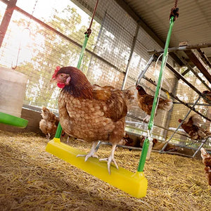 Hens on a swing in a barn setting