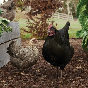 Two chickens, one black and one speckled, standing on a mulched area with plants in the background.