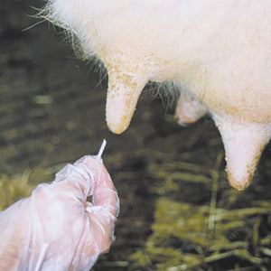 Teat Plugs with Ointment Animal Health Bainbridge