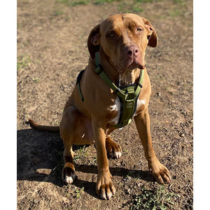 Premium Sport Dog Harness with Safety Handle Animal Accessories Bainbridge Pty Ltd