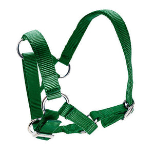 Halter for Alpacas Animal Accessories Bainbridge Pty Ltd Green