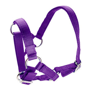 Halter for Alpacas Animal Accessories Bainbridge Pty Ltd Purple