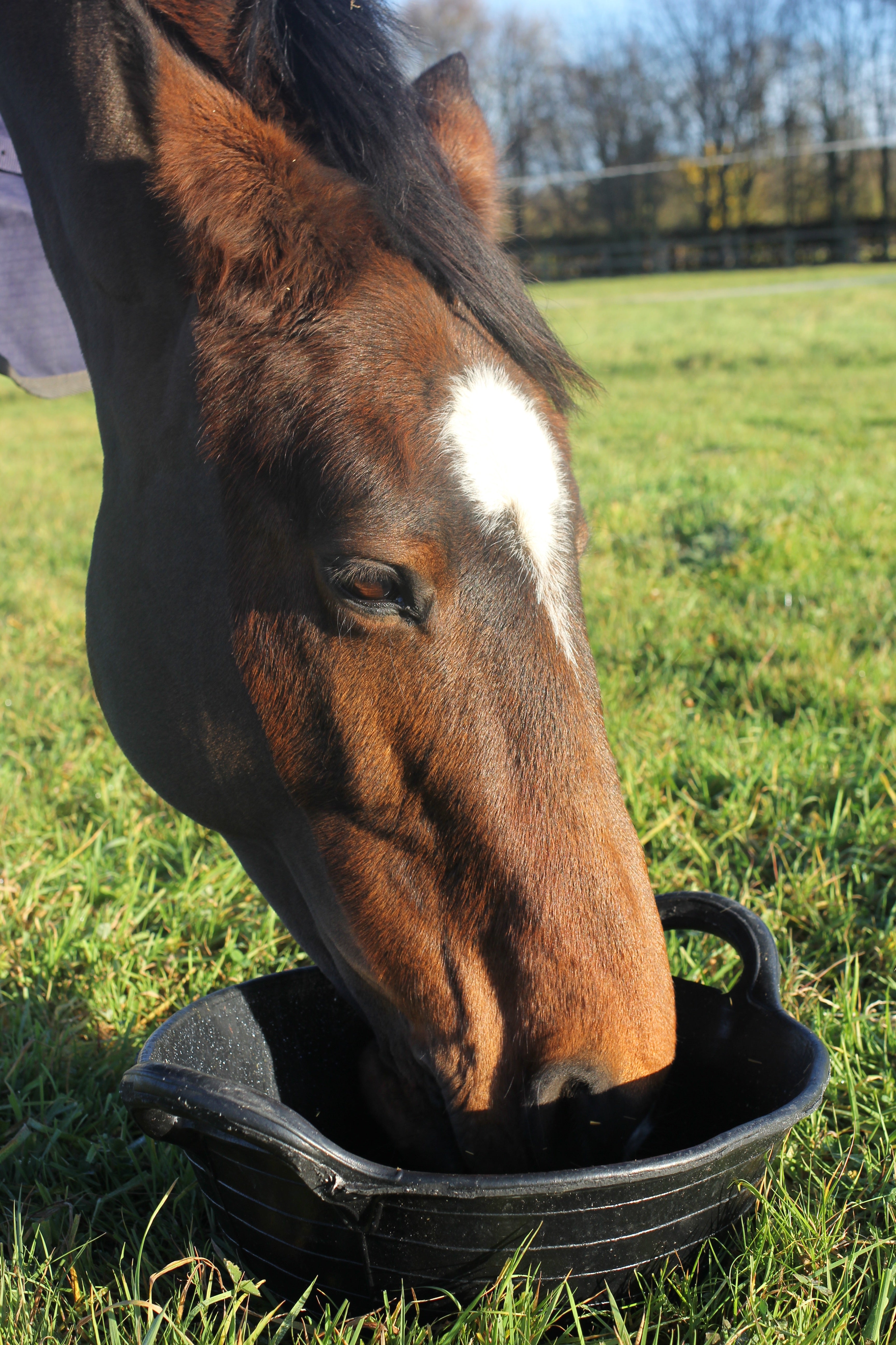 Tyre Rubber Skip Animal Accessories Evo Lifestyle Products