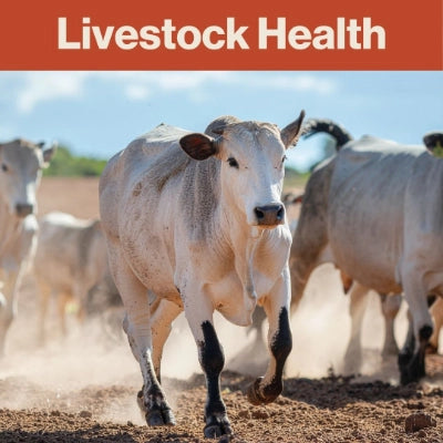 Cows in a dirt field with 'Livestock Health' text at the top