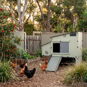18904 - Animal Accessories - Chicken Coop with Flat Roof Elevated Plastic Chook House - Austral Ag
