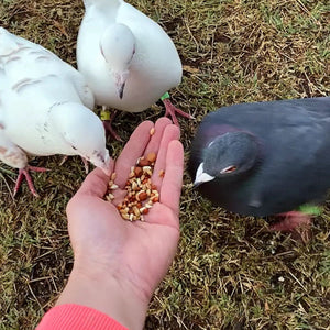 15966 - Feed - Jenco Breeder Pigeon Mix 20kg - Austral Ag