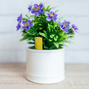 13337 - Hardware - Mini Insect Indoor Pot Traps (5 Pack) - Austral Ag