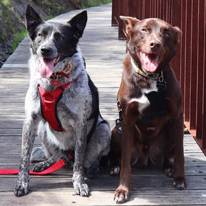 14105 - Animal Accessories - Premium Sport Dog Harness with Safety Handle - Silver - XS - Austral Ag