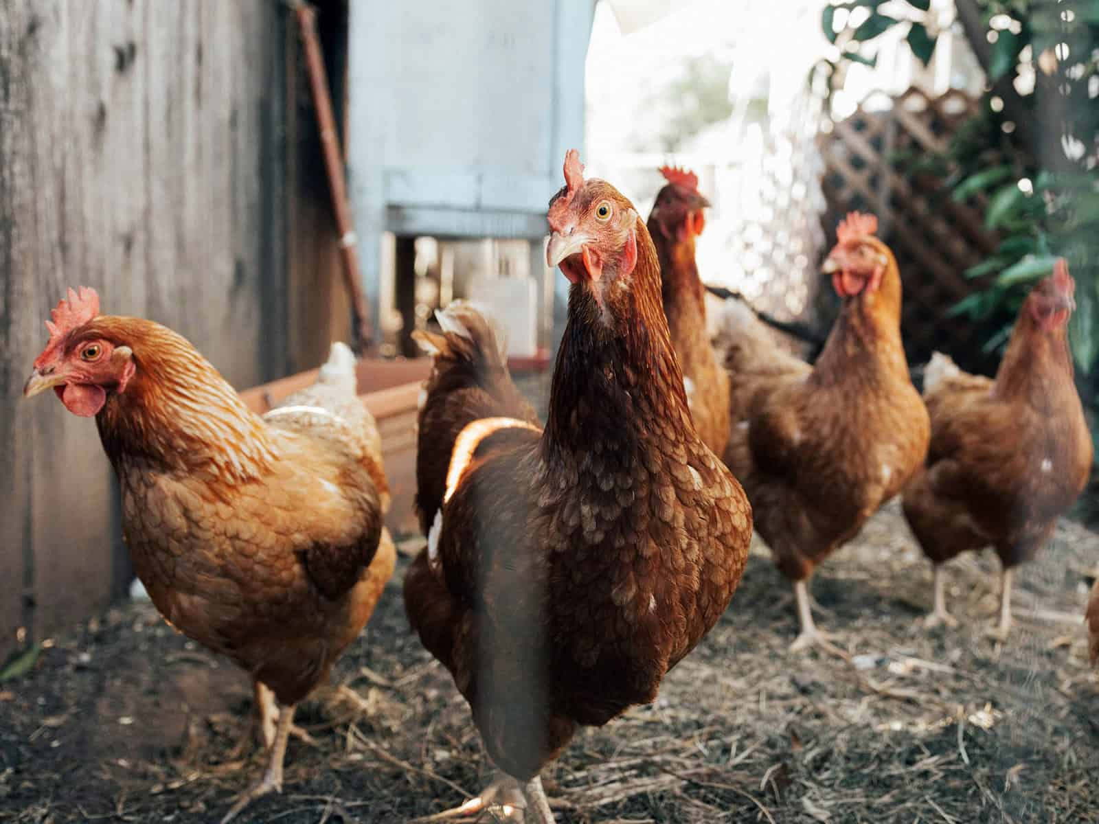 Healthy, happy chickens: Essential care tips for nutrition, shelter, and wellbeing