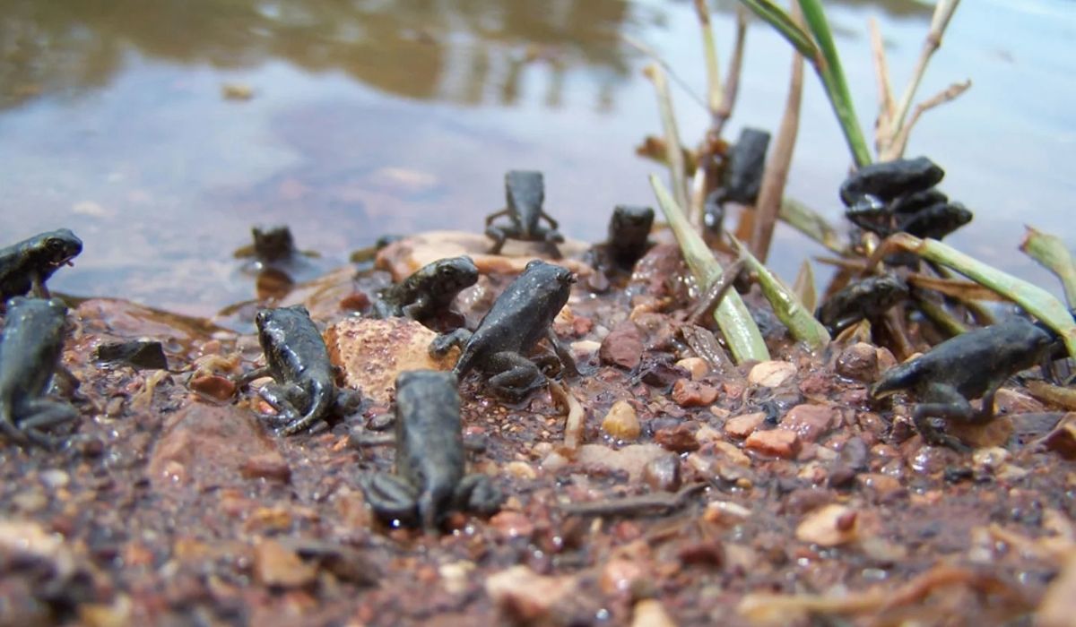Cane Toad or Native Frog? How to tell the difference and protect your property