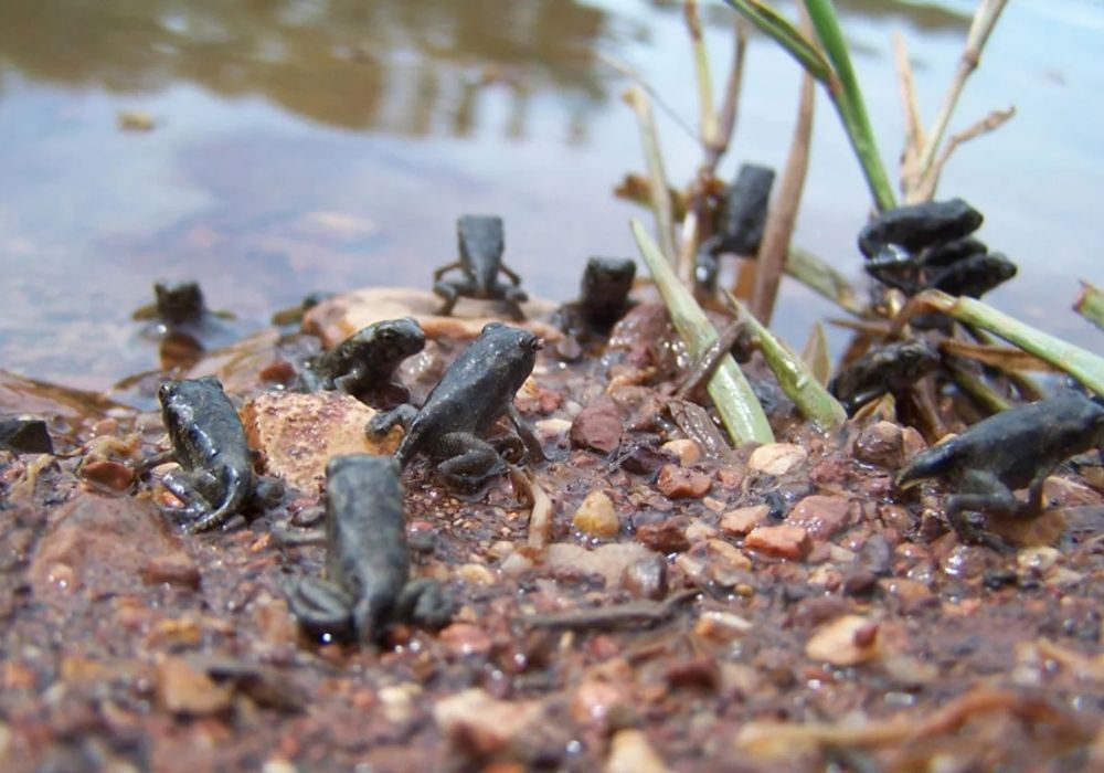 Baby cane toads by the side of a river