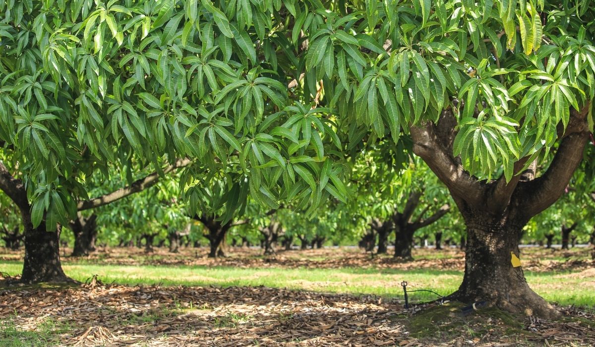 Don't Get Parched: Your Guide to Pre-Summer Irrigation Prep