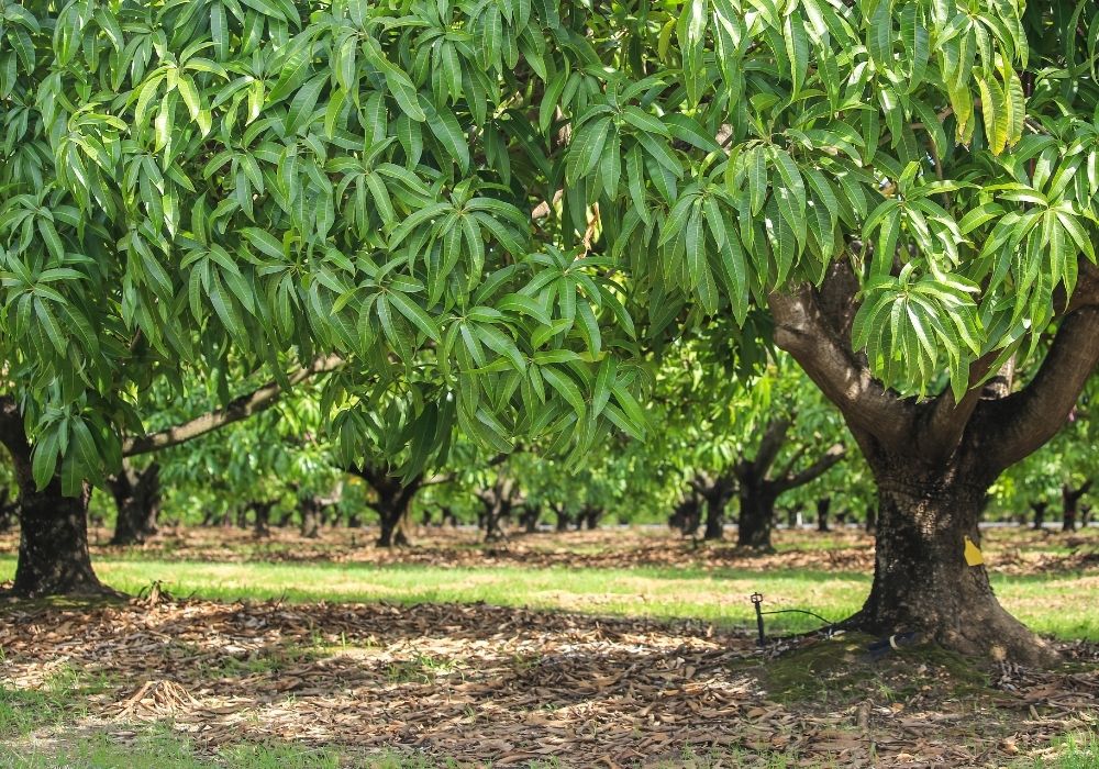 Green trees that are thriving