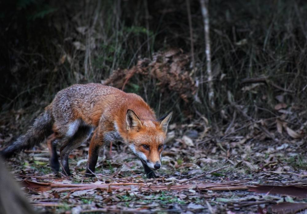 Fox walking across farmland at dusk – a key predator and pest for Aussie farmers tackling rising fox and rodent threats to livestock.