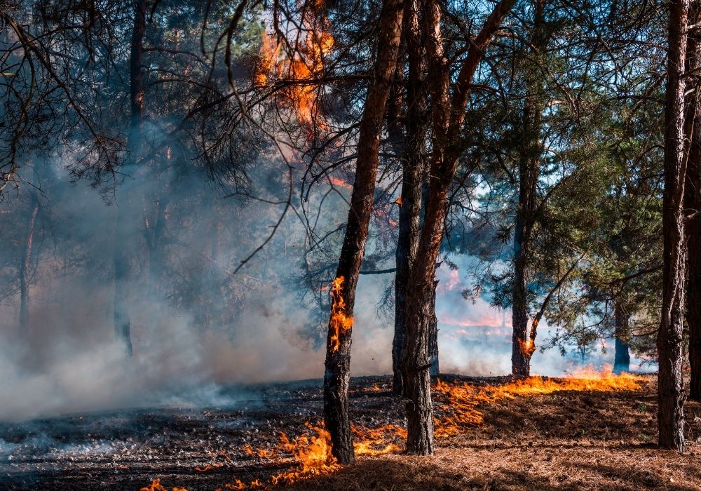 Eucalyptus trees on fire