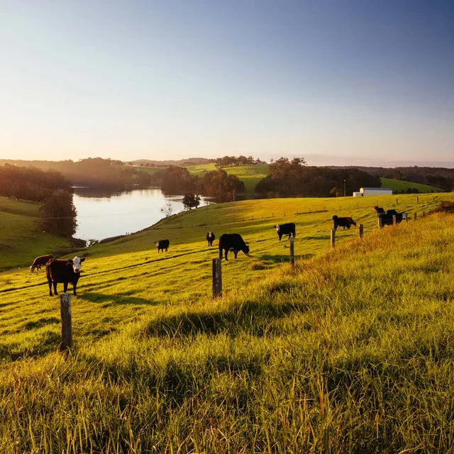 Healthy green farmland with cattle grazing under blue sky, showcasing the impact of quality supplements for a productive farm.