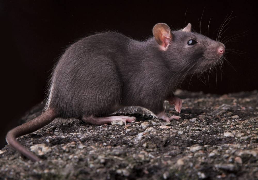 Rodent control on Aussie farms – why it’s more urgent than ever