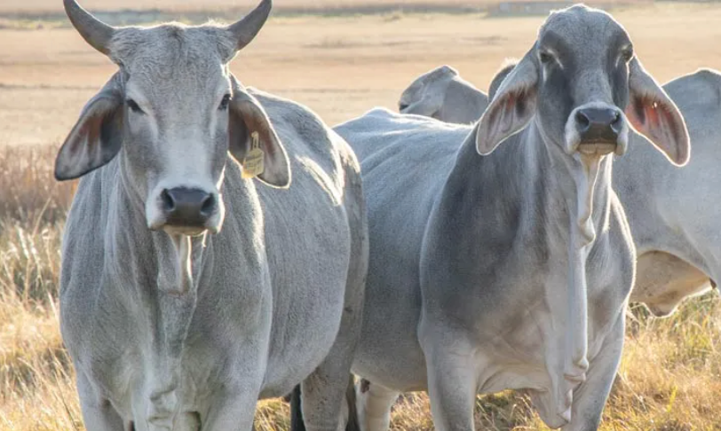 Cows on pasture representing the need for smart phosphorus supplements to boost livestock health, growth, and farm performance.