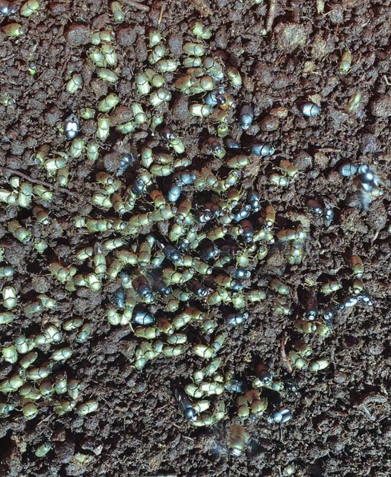 Dung beetle on Australian farmland soil – vital for pasture health, nutrient cycling, and sustainable livestock production.