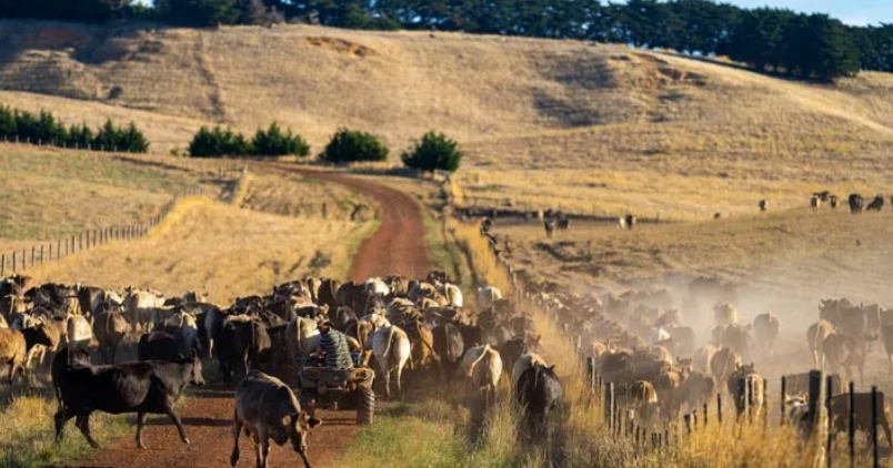 Herd of horses on dry outback land near Cloncurry QLD – highlighting Breeding EDGE workshop focus on genetics and herd resilience.