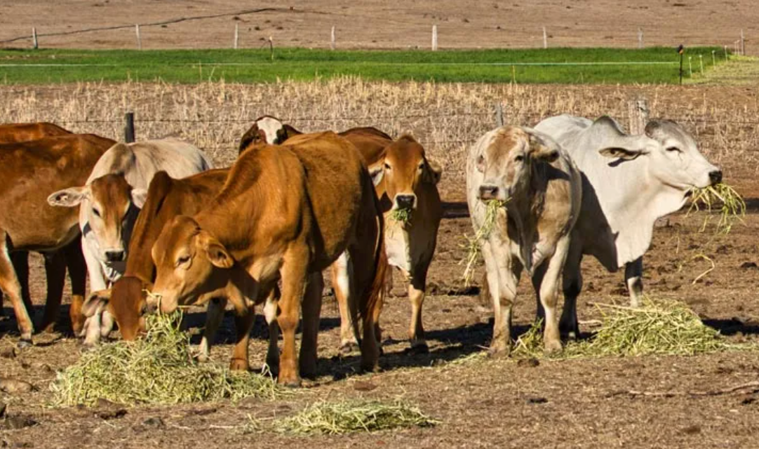 Herd of cattle grazing on lush farm pasture – highlighting the vital role of wet season supplements for herd health and growth.