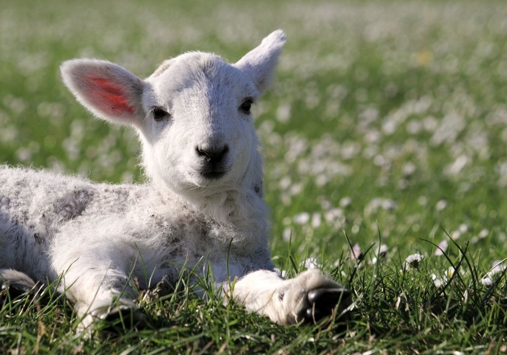 A lamb lying in a grassy green field