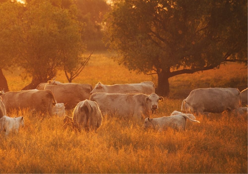Cows and calves in a field at sunset