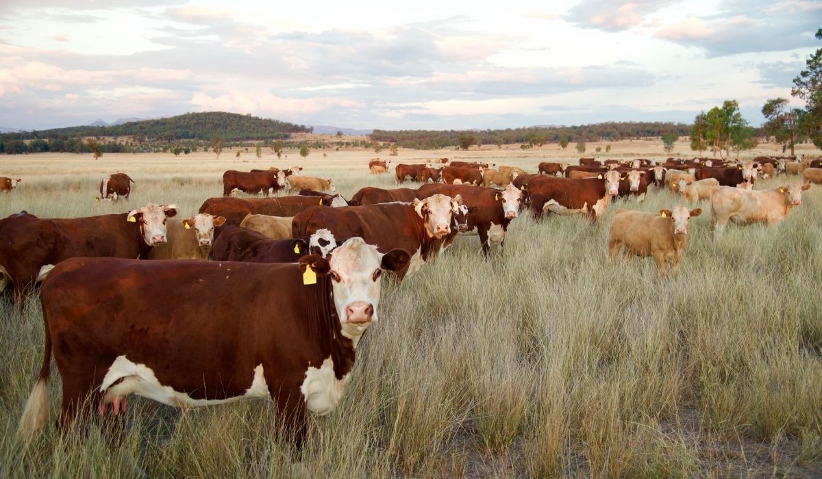 Winter Prep for Spring Calving – Get Your Animal ID Gear Sorted