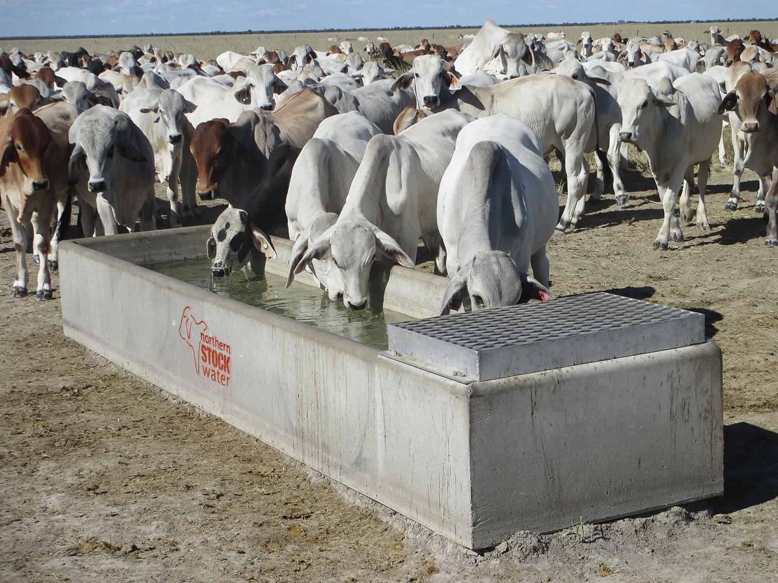 Cattle drinking at a cement water trough in Australia