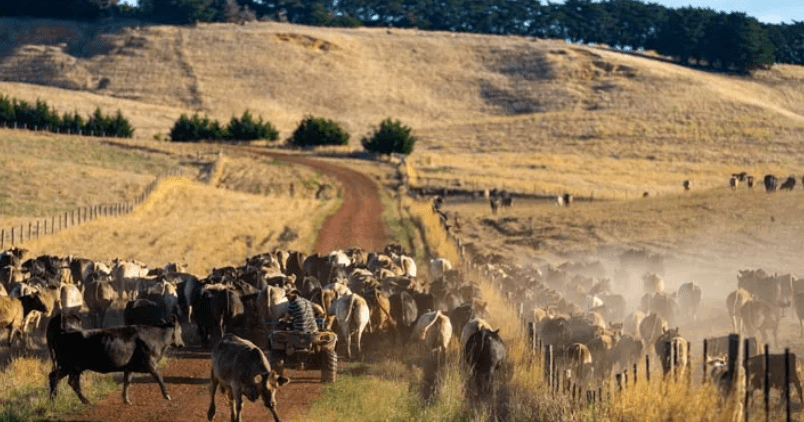 Breeding EDGE Workshop in Cloncurry QLD - Austral Ag