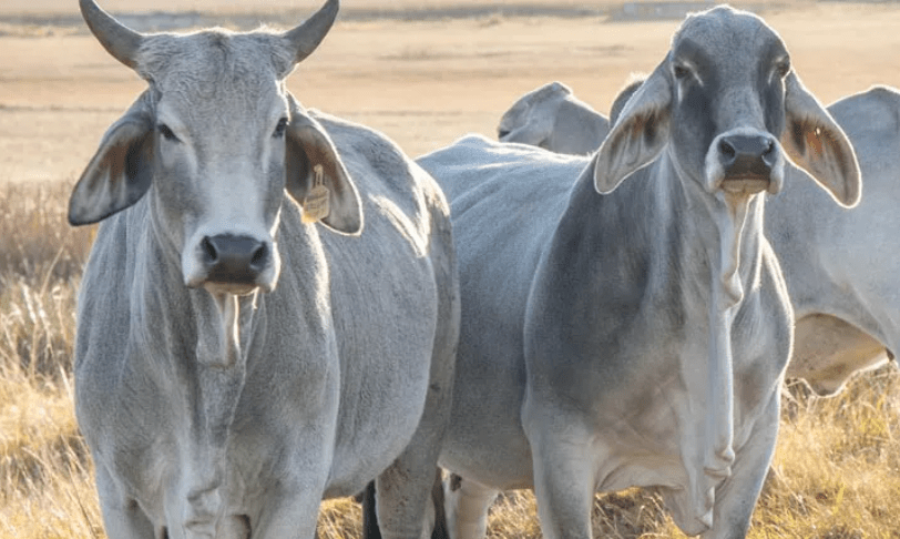 Comparing Phosphorus Supplements for Livestock – Find the Best Product For Your Farm - Austral Ag