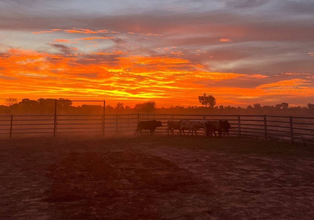 From our Farm to your Future: A Christmas Message from the Bilba Group Family - Austral Ag