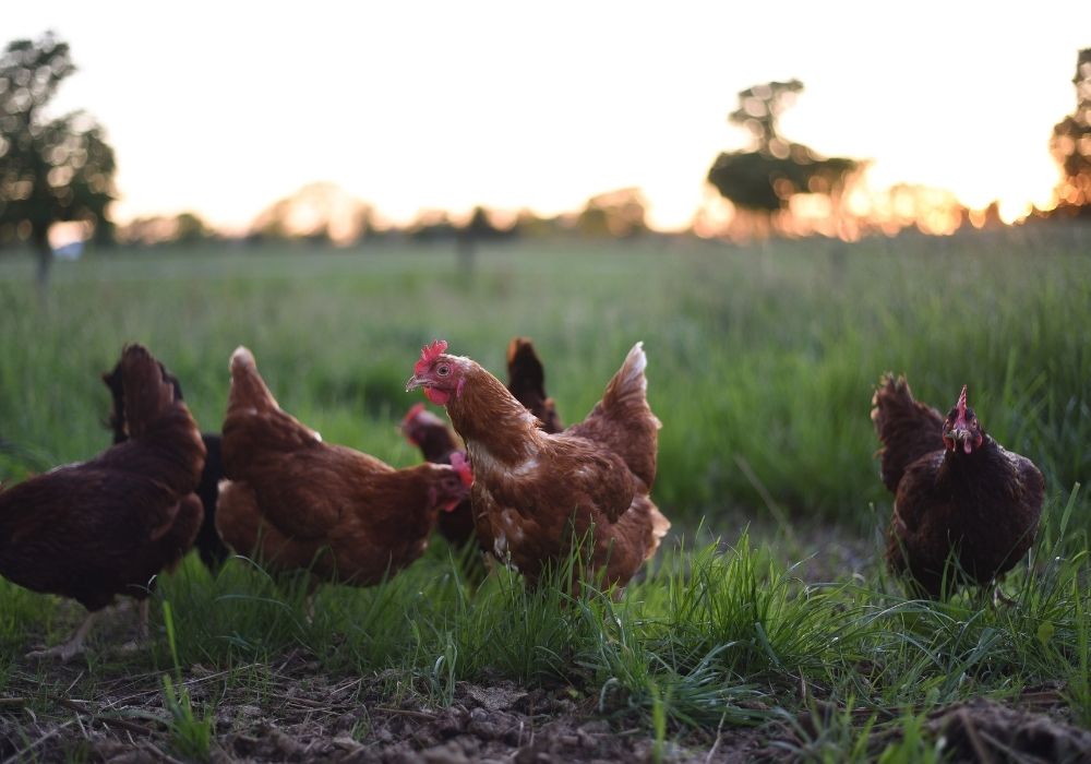 H5 bird flu in Australia: what every poultry owner needs to know right now - Austral Ag