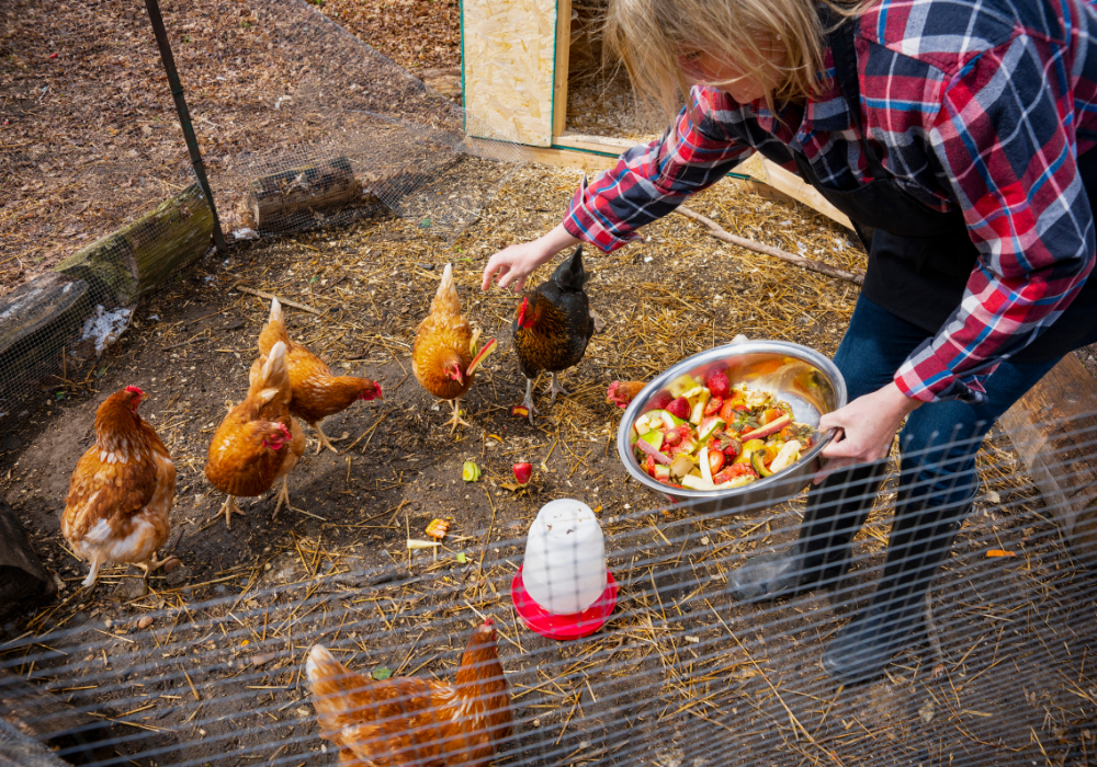 How to keep your backyard chickens happy and healthy through winter - Austral Ag