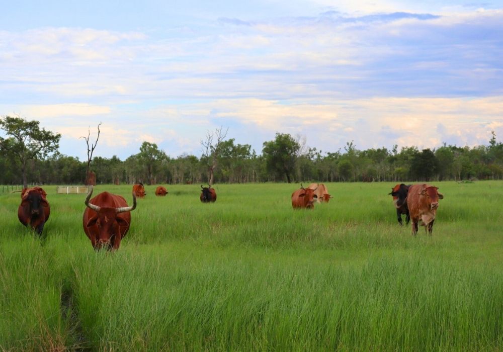 Managing Property Resilience: Lessons from the February Heatwave - Austral Ag