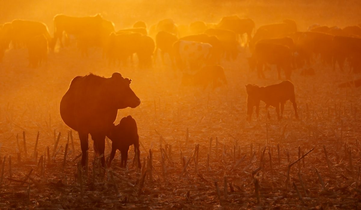 The Livestock Heatwave Handbook: Essential Strategies for Summer Survival