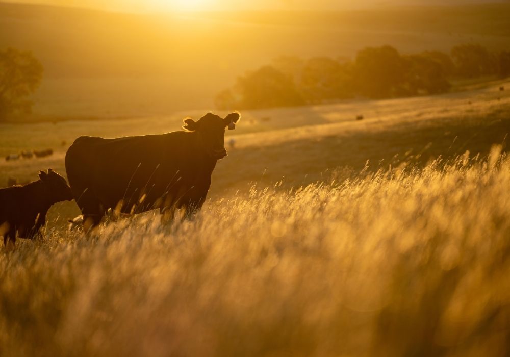 The Livestock Heatwave Handbook: Essential Strategies for Summer Survival - Austral Ag