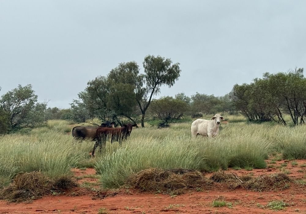 The real cost of a failed water point on your property - Austral Ag