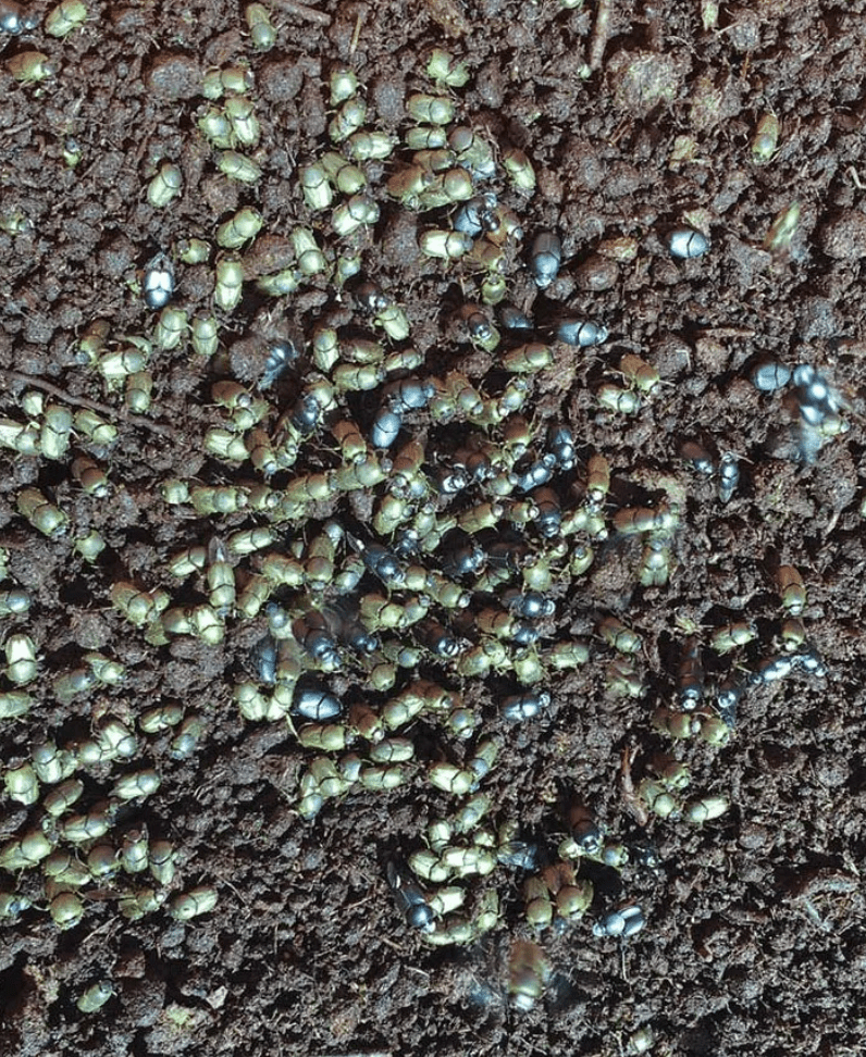 The Role of Dung Beetles in Australian Agriculture - Austral Ag