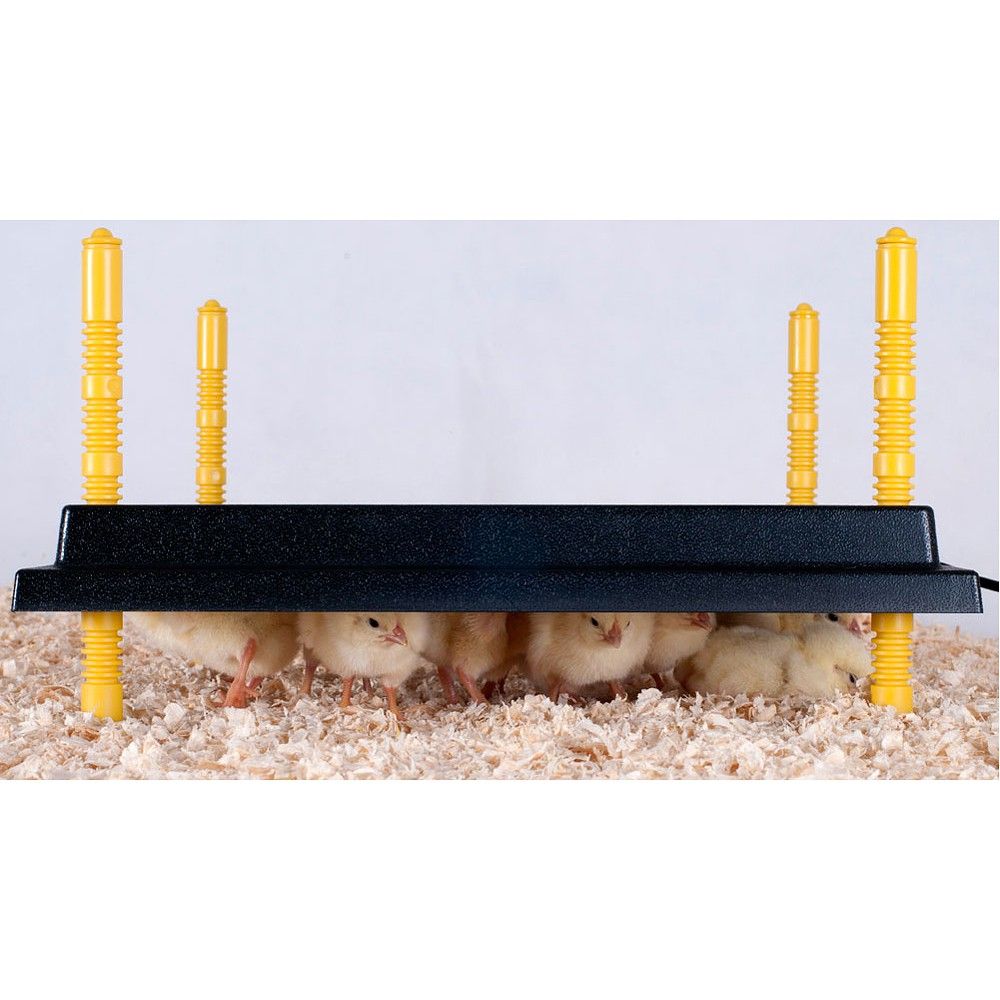 Small chicks under a black warming platform with yellow supports on a light blue background