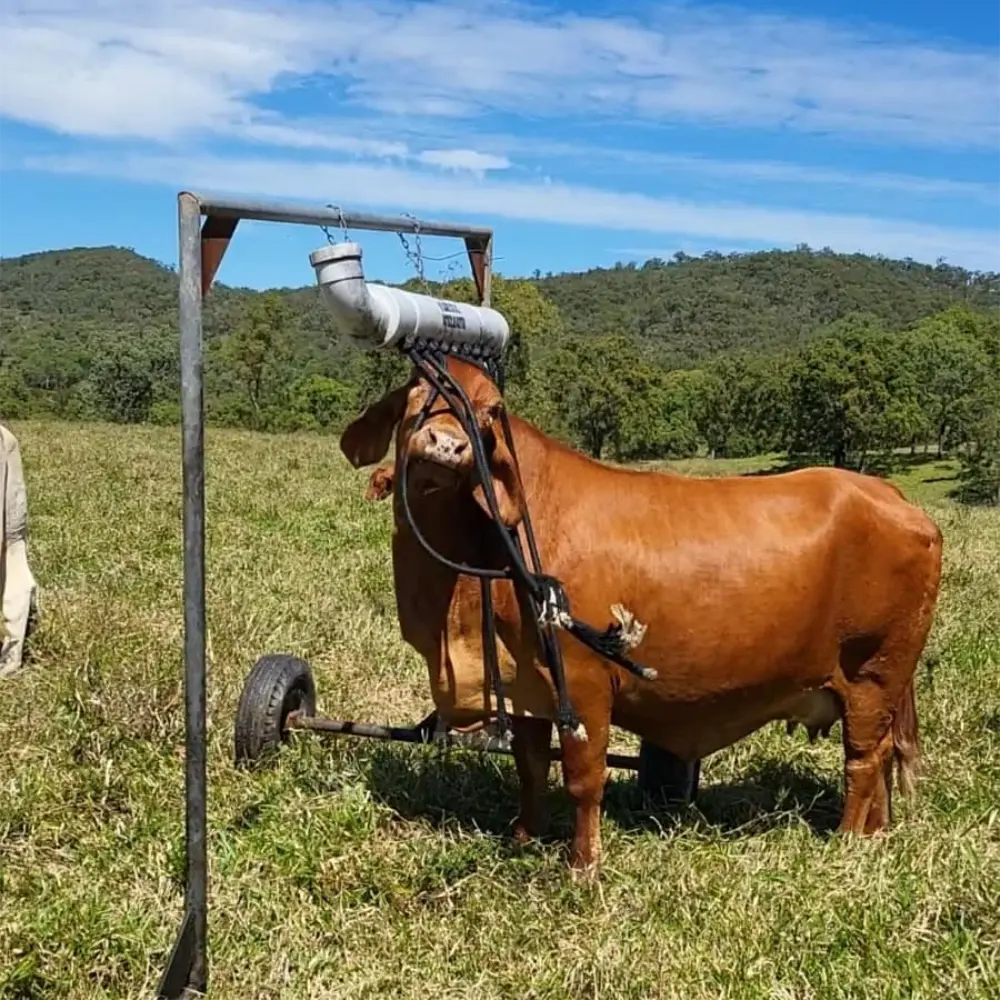 Brown cow with a fly gone cattle coat structure standing in a grassy field with trees and blue sky in the background.