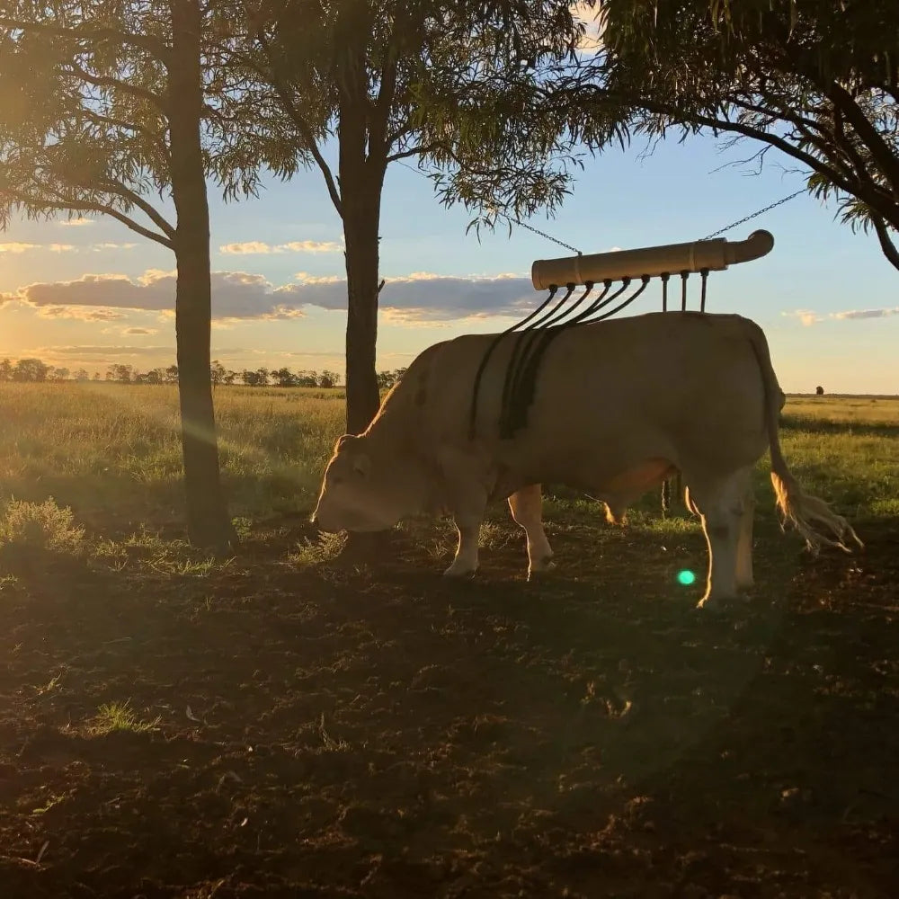White cow with a fly gone cattle coat structure standing in a grassy field with trees and blue sky in the background at sunset