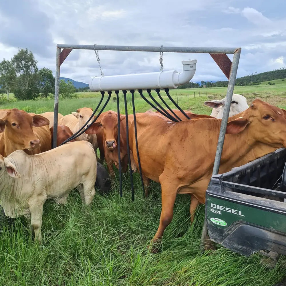 Brown cows with a fly gone cattle coat structure standing in a grassy field with trees and blue sky in the background.
