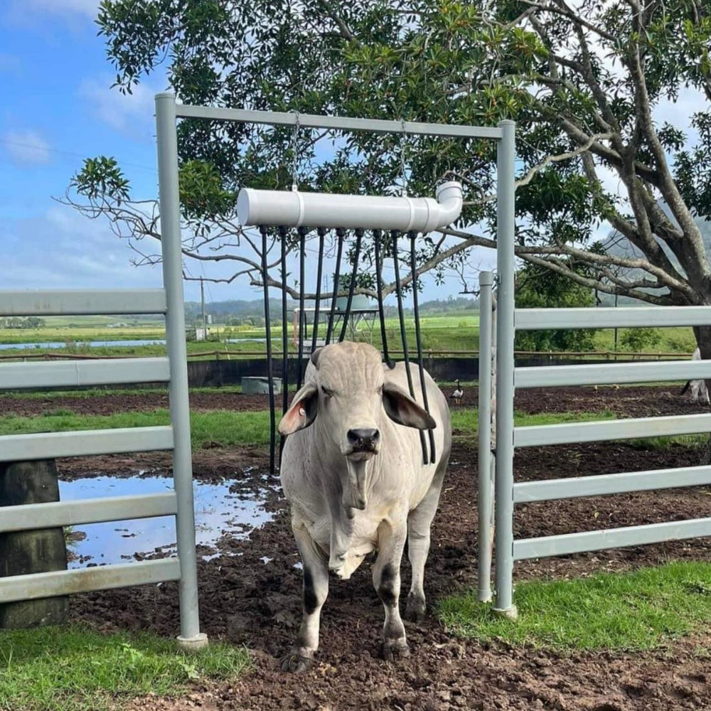 Cow standing in a fenced area with a fly gone cattle coat structure in the background